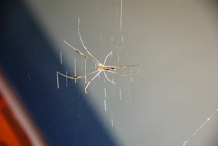 Filigrane Spinne im Chizarira Nationalpark