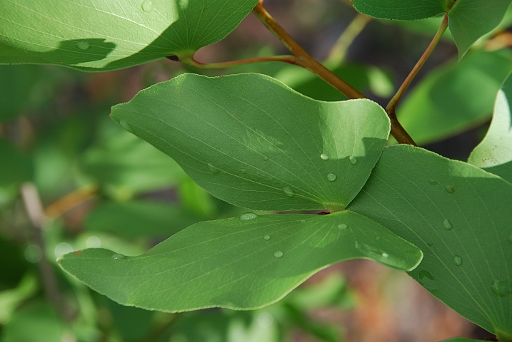 Blatt des echten Mopane