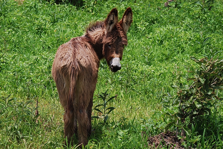 Kleiner, struppiger Esel