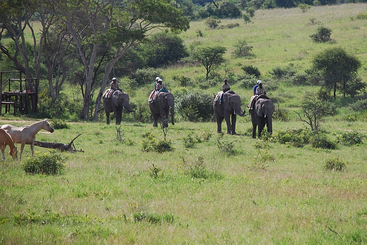 Touristen reiten auf Elefanten im Antelope Park