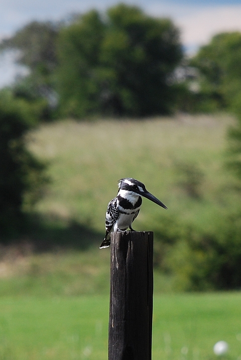 Pied Kingfisher (Graufischer)