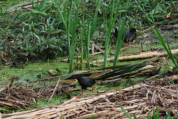 Zwei Black Crakes (Mohrensumpfhühner)