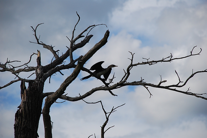 Ein Long-tailed Cormorant (Riedscharbe) unmittelbar vor dem Start