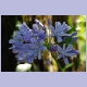 Blaue Blume in den Vumba Gardens bei Mutare