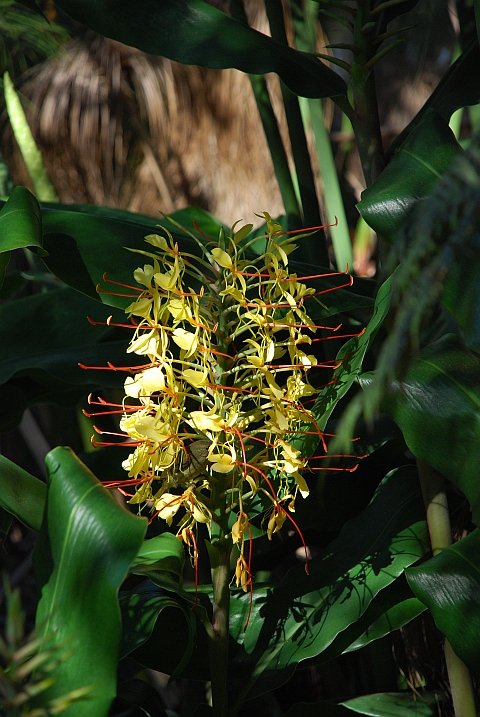 Noch eine faszinierende Blume in den Vumba Gardens