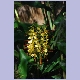 Noch eine faszinierende Blume in den Vumba Gardens