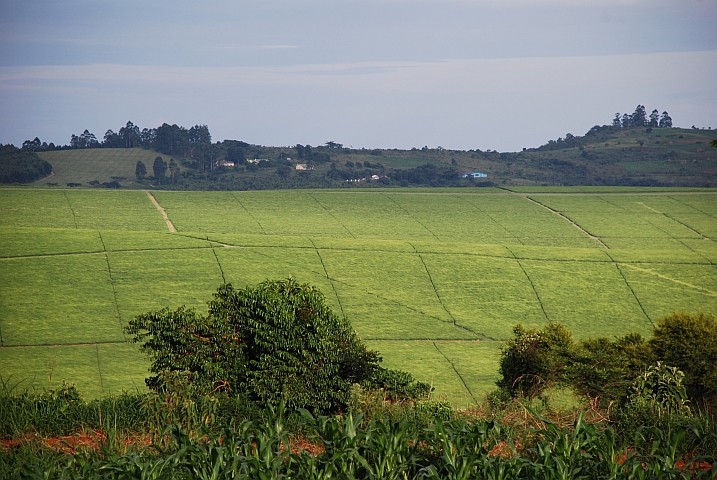 Teeplantage am Mount Selinda am südlichen Ende der Grenzberge zu Mosambik