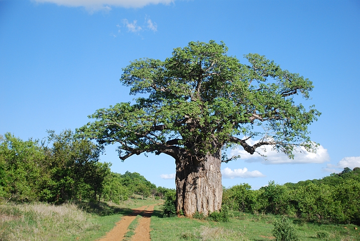 Baobab im Gonarezhou Nationalpark in Simbabwes Südosten