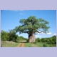 Baobab im Gonarezhou Nationalpark in Simbabwes Südosten