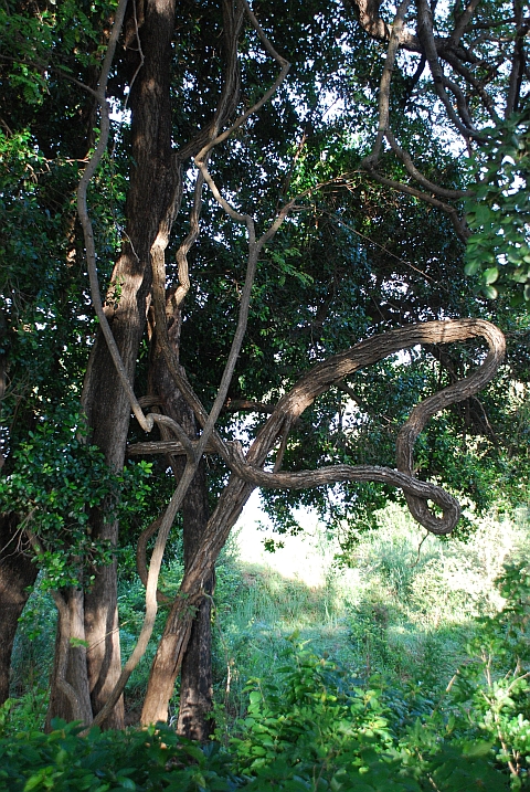 Ein kreuz und quer wachsender Baum