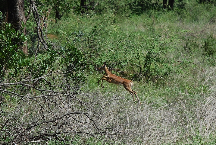 Junges Impala springt in die Büsche