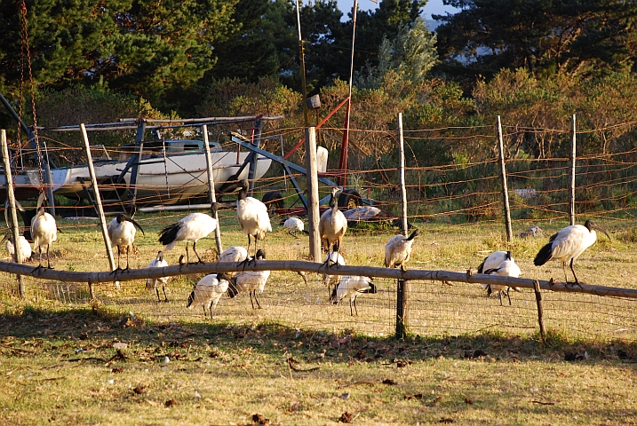 Die Ibisse auf der Caravan Farm