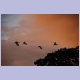 Sacred Ibis (Heilige Ibisse) am farbigen Abendhimmel