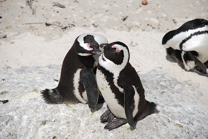 African Penguins (Brillenpinguine) an der Boulders Beach bei Simon’s Town