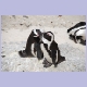 African Penguins (Brillenpinguine) an der Boulders Beach bei Simon’s Town