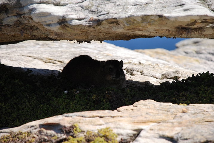 Rock Dassie am Kap der Guten Hoffnung