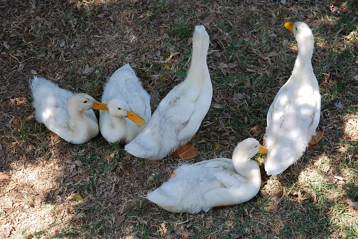 Die kleine Enten sind inzwischen zu treuen Besuchern geworden