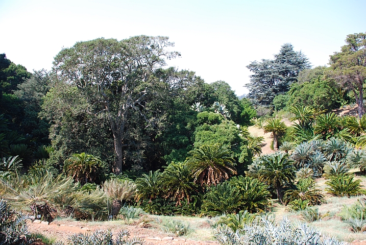 Landschaft im Botanischen Garten von Kirstenhof