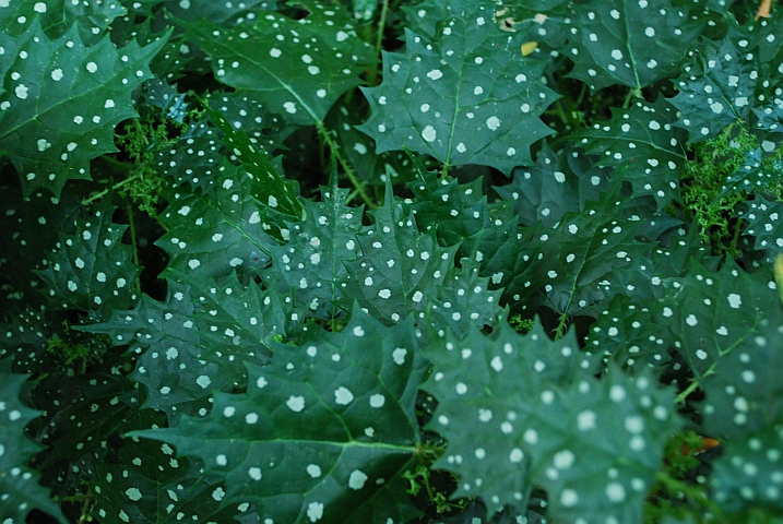 Getupfte Pflanzenblätter im Botanischen Garten von Kirstenhof