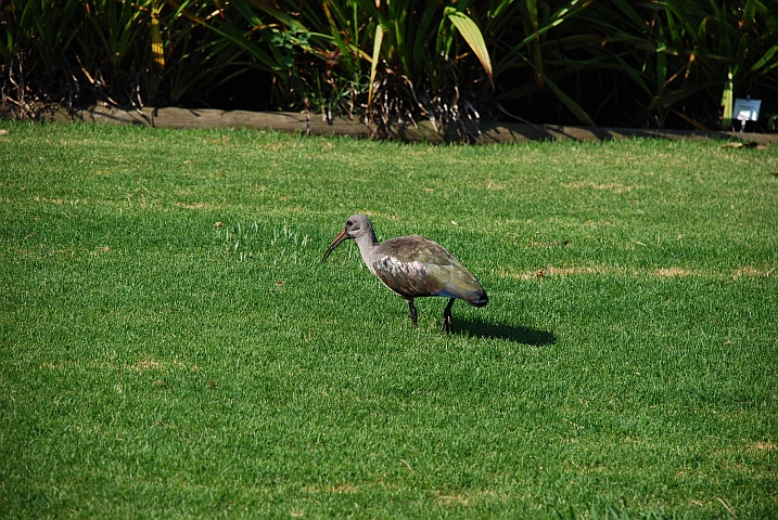 Hadeda Ibis (Hagedash) im Botanischen Garten von Kirstenhof