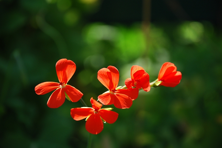 Blütenrispe im Botanischen Garten von Kirstenhof