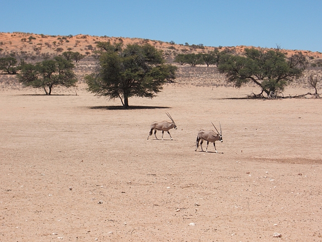 Oryx-Gazellen (Gemsbok) im Kgalagadi Nationalpark