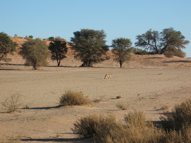 Leopard unterwegs zum Leeuwdril Wasserloch im Kgalagadi Nationalpark