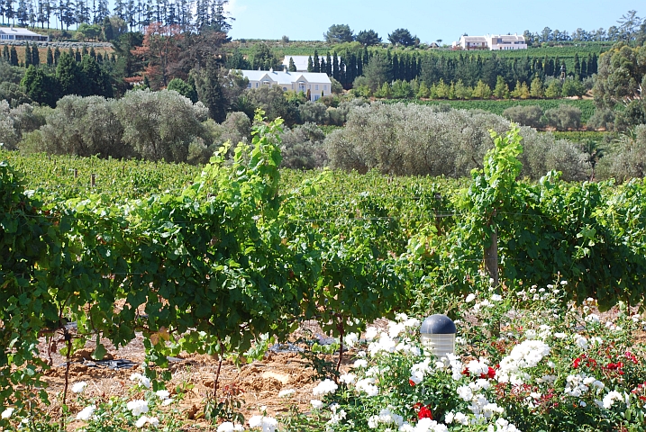 In den Weinbergen bei J.C. Leroux in Stellenbosch