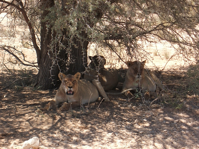 Löwinnen bei der Siesta am Pistenrand im Kgalagadi Nationalpark