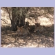 Löwinnen bei der Siesta am Pistenrand im Kgalagadi Nationalpark