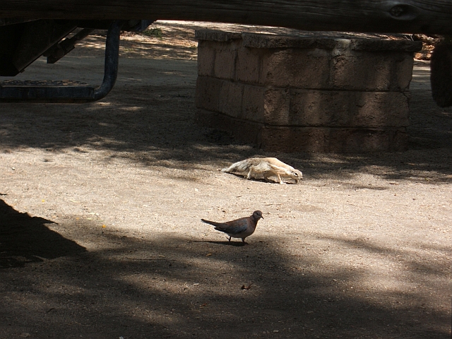 Ground Squirrel und Laughing Dove schleichen durchs Camp