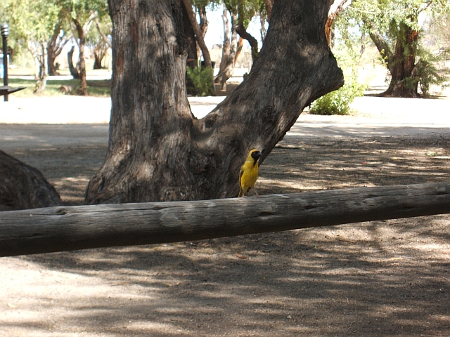 Southern Masked Weaver (Maskenweber) im Augrabies Falls Nationalpark