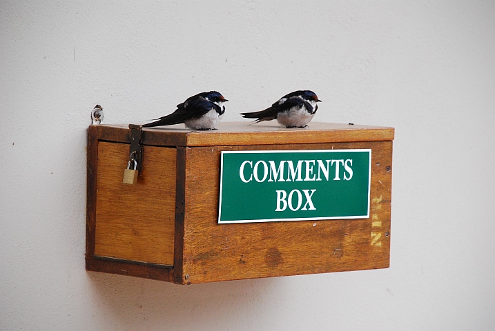 Zwei Weisskehlschwalben auf der “Comments Box“ im Bontebok Nationalpark (White-throated Swallow)