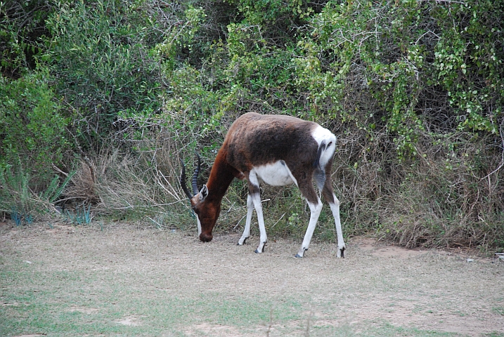 Der Namensgeber des Bontebok Nationalpark