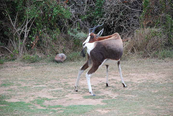 Ein Bontebok