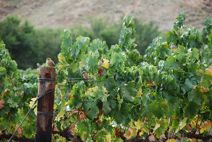 Red-billed Queleas (Blutschnabelweber) in den Reben von Calitzdorp in der Kleinen Karoo