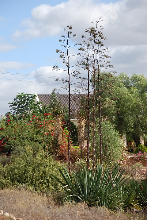 Blühende Agave in Calitzdorp