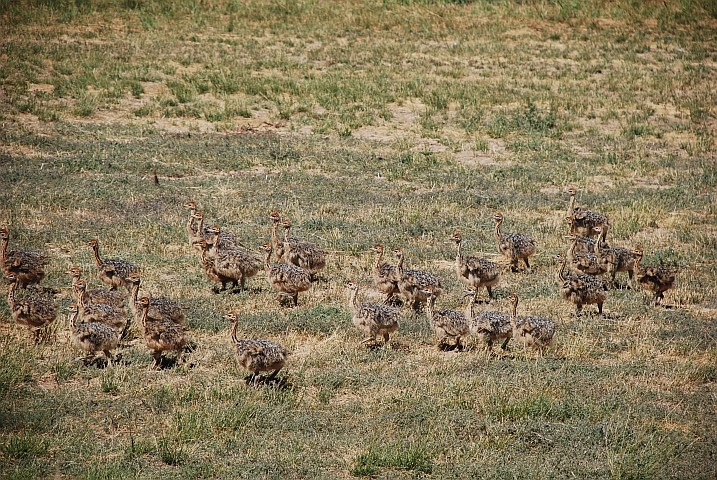 Straussenkücken auf einer Farm zwischen Calitzdorp und Oudtshoorn