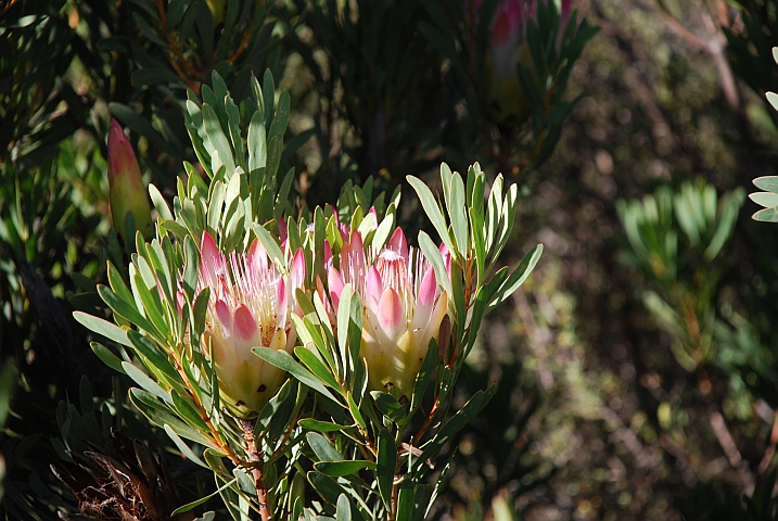 Protea, die Nationalblume von Südafrika