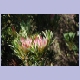 Protea, die Nationalblume von Südafrika
