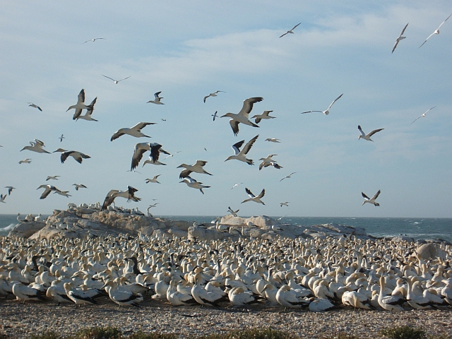 Kolonie von Cape Gannet (Kaptölpel) auf Bird Island in Lambert’s Bay