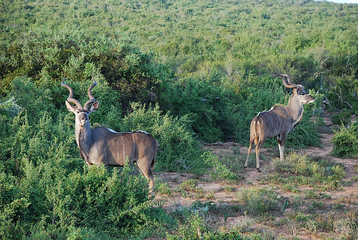 Zwei Kuduböcke im Addo Elephant Nationalpark