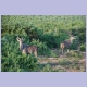 Zwei Kuduböcke im Addo Elephant Nationalpark