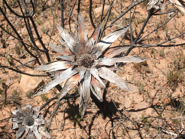 “Strohblume“ auf dem Uitkykpass