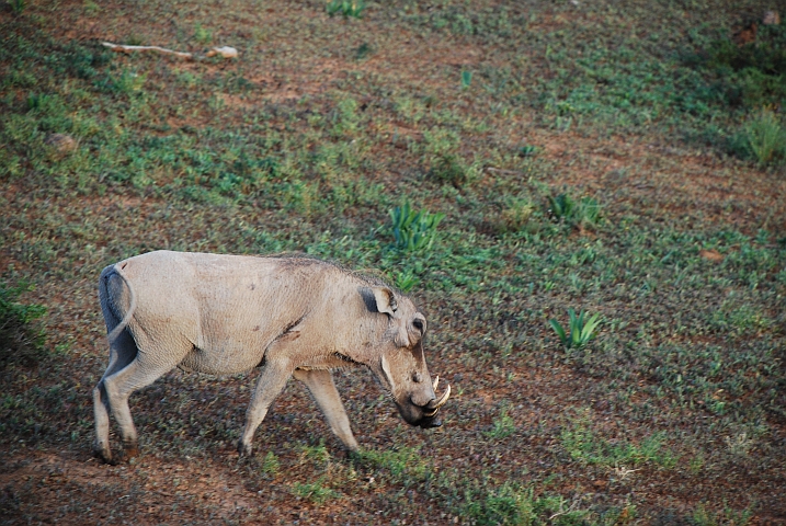 Warzenschwein-Dame