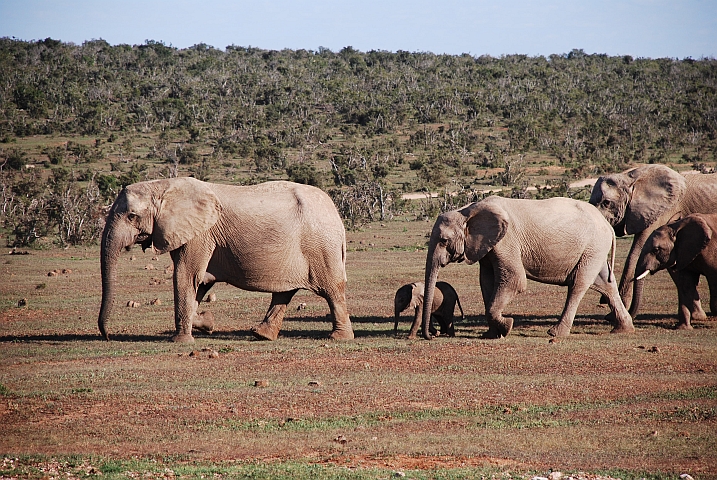 Elefanten der verschiedensten Grösse auf dem Weg zum Hapoor Wasserloch im Addo Elephant Nationalpark