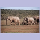 Elefanten der verschiedensten Grösse auf dem Weg zum Hapoor Wasserloch im Addo Elephant Nationalpark