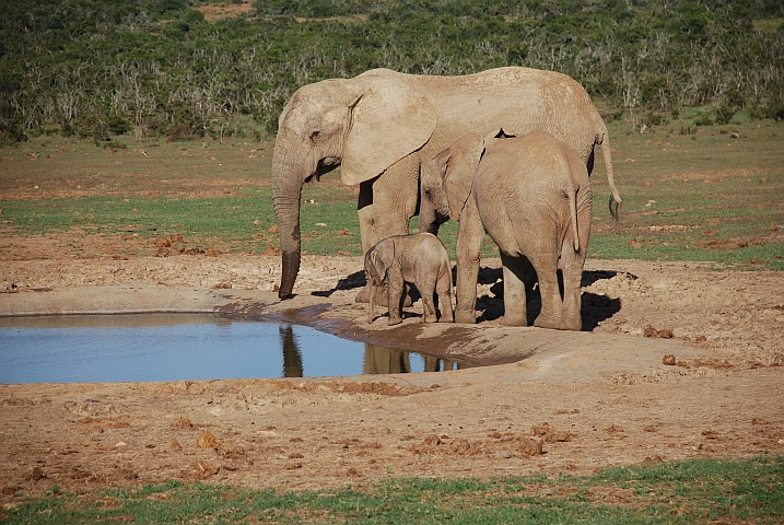 Elefantenfamilie am Haapoor Wasserloch