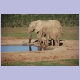 Elefantenfamilie am Haapoor Wasserloch