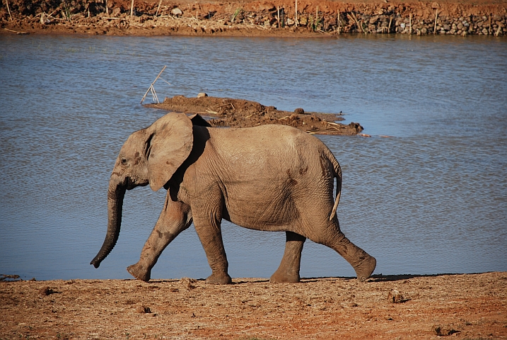 Junger Elefant auf Trab